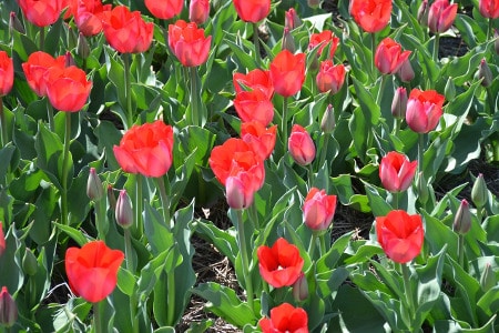 Holland, Michigan | Tulips